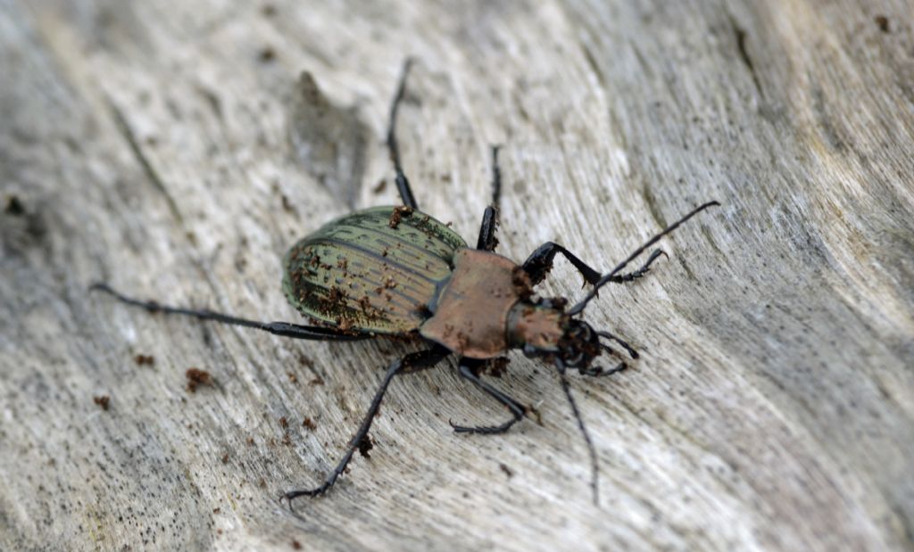 Carabus cancellatus, Carabidae